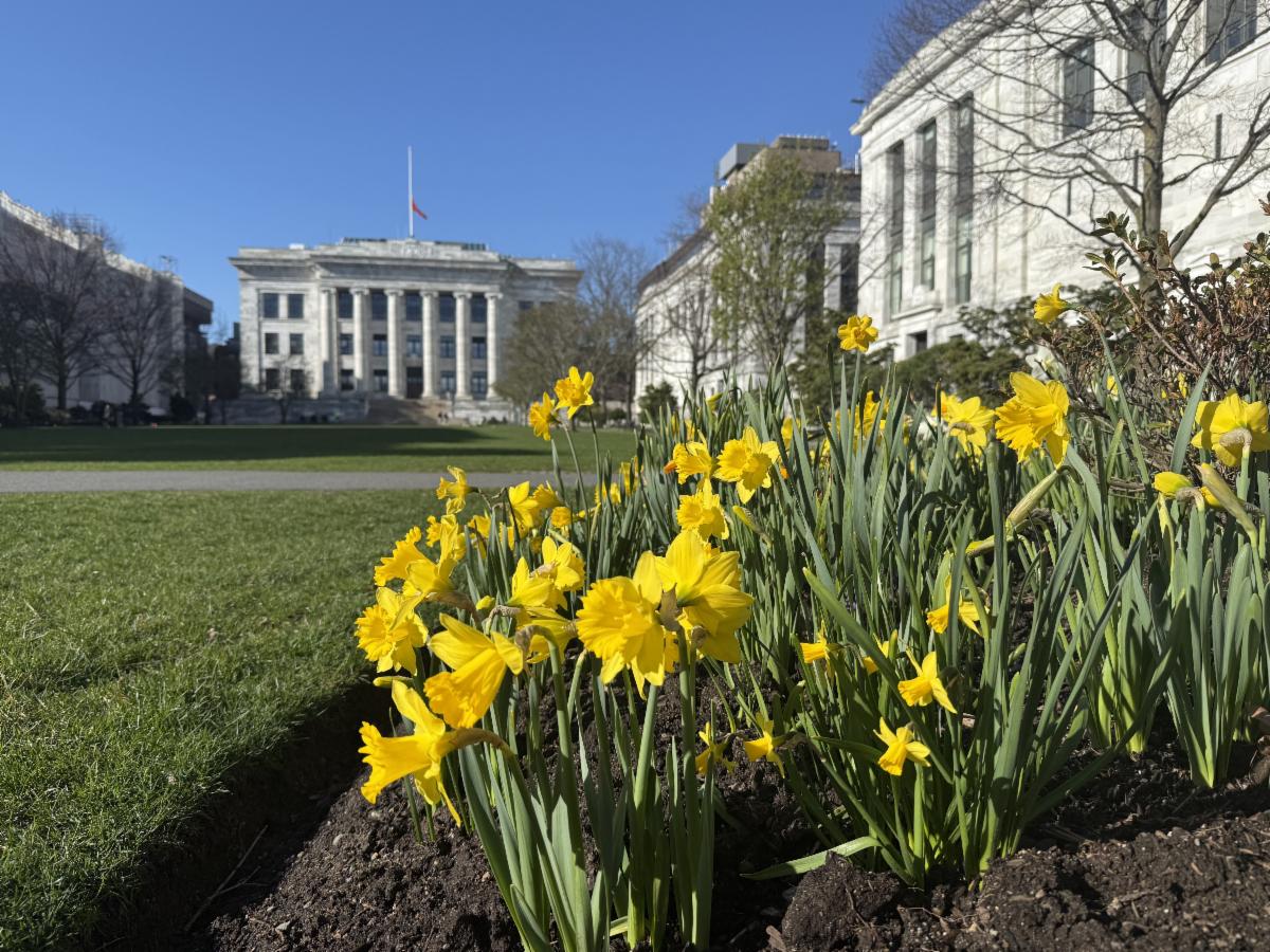 yellow daffodils bloom in front of harvard medical school